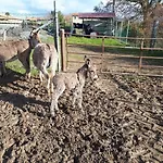 San Costanzo Vacanze 公寓 Parrano