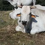 San Costanzo Vacanze