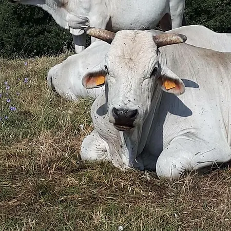 San Costanzo Vacanze