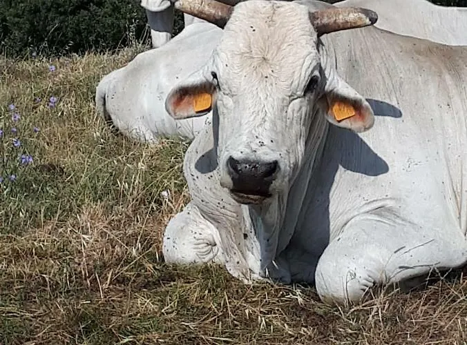 San Costanzo Vacanze